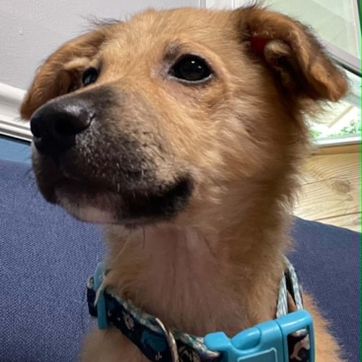 Enlarge Chupey, an adopted mixed breed in Sunderland, MD image 3/3