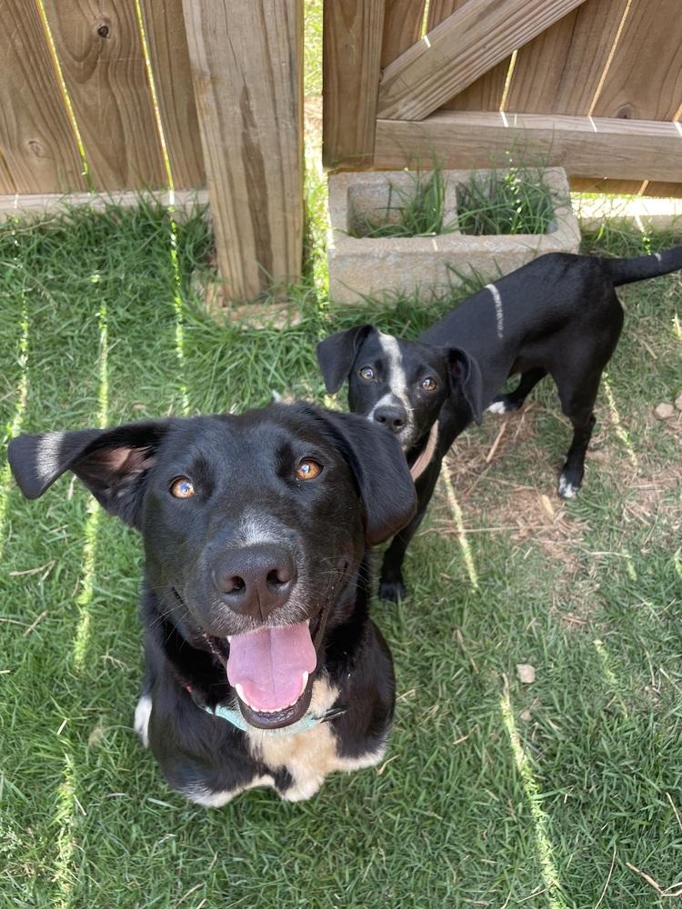 Enlarge Lilac, a Adoptable mixed breed in Newnan, GA image 1/5