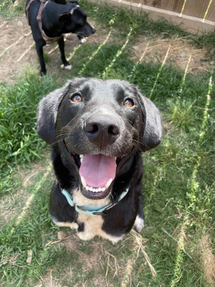 Enlarge Lilac, a Adoptable mixed breed in Newnan, GA image 2/5