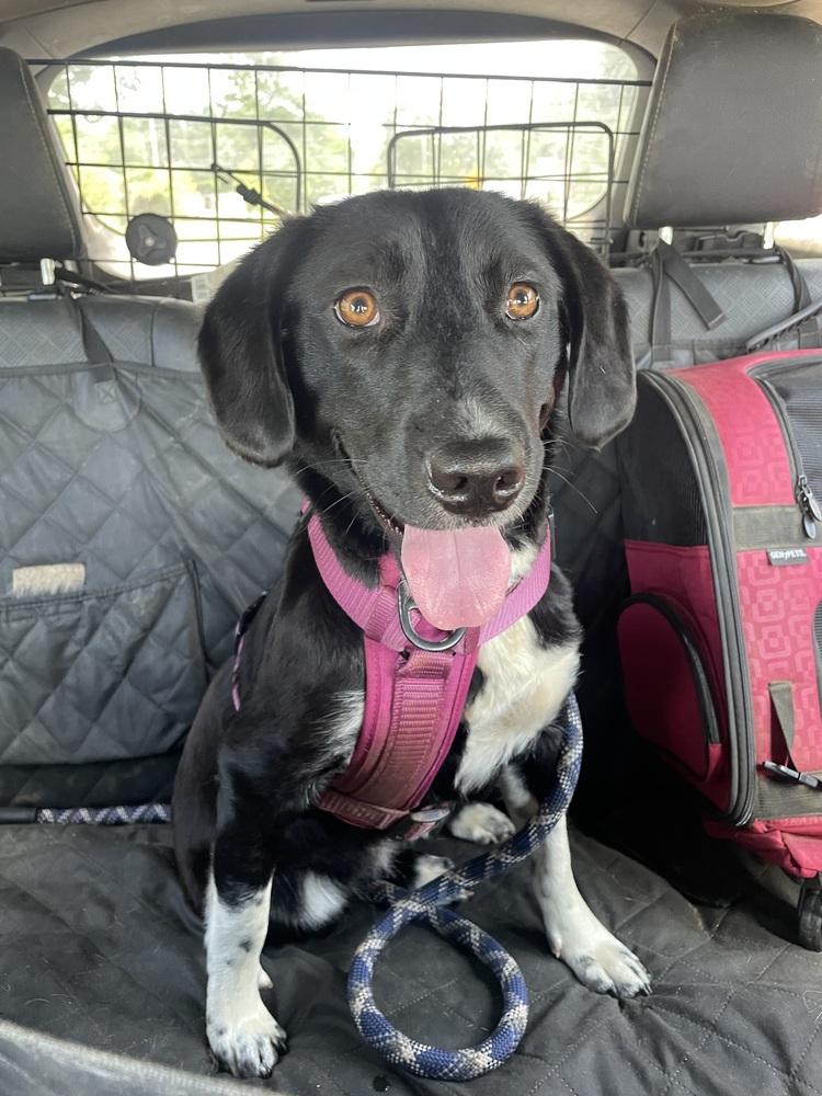 Enlarge Lilac, a Adoptable mixed breed in Newnan, GA image 3/5