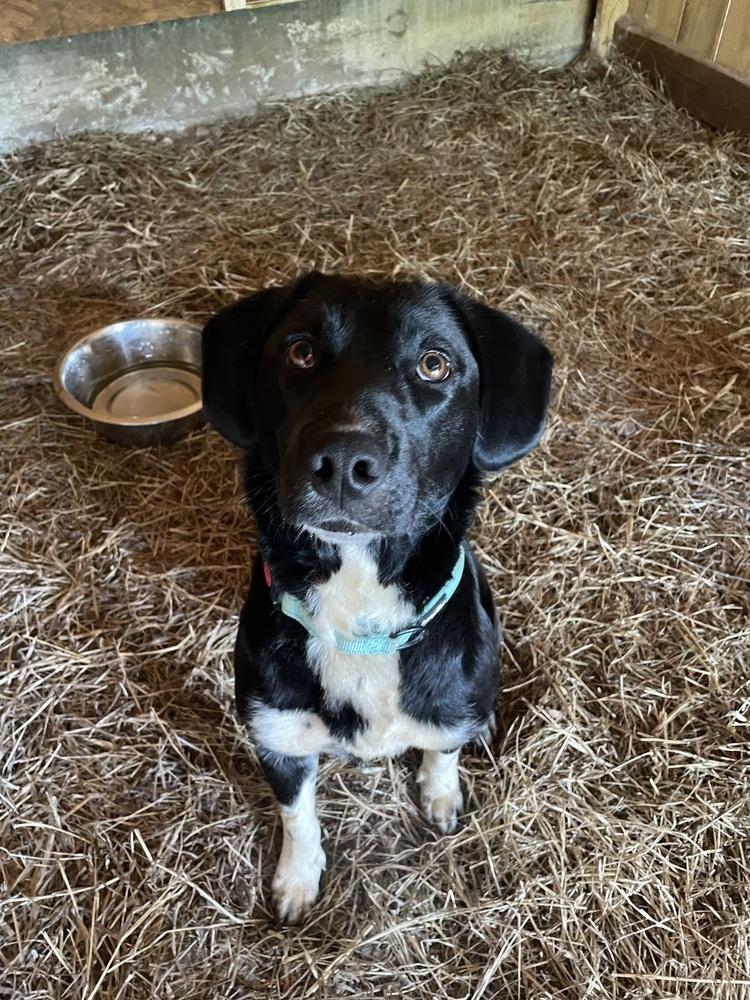 Enlarge Lilac, a Adoptable mixed breed in Newnan, GA image 4/5