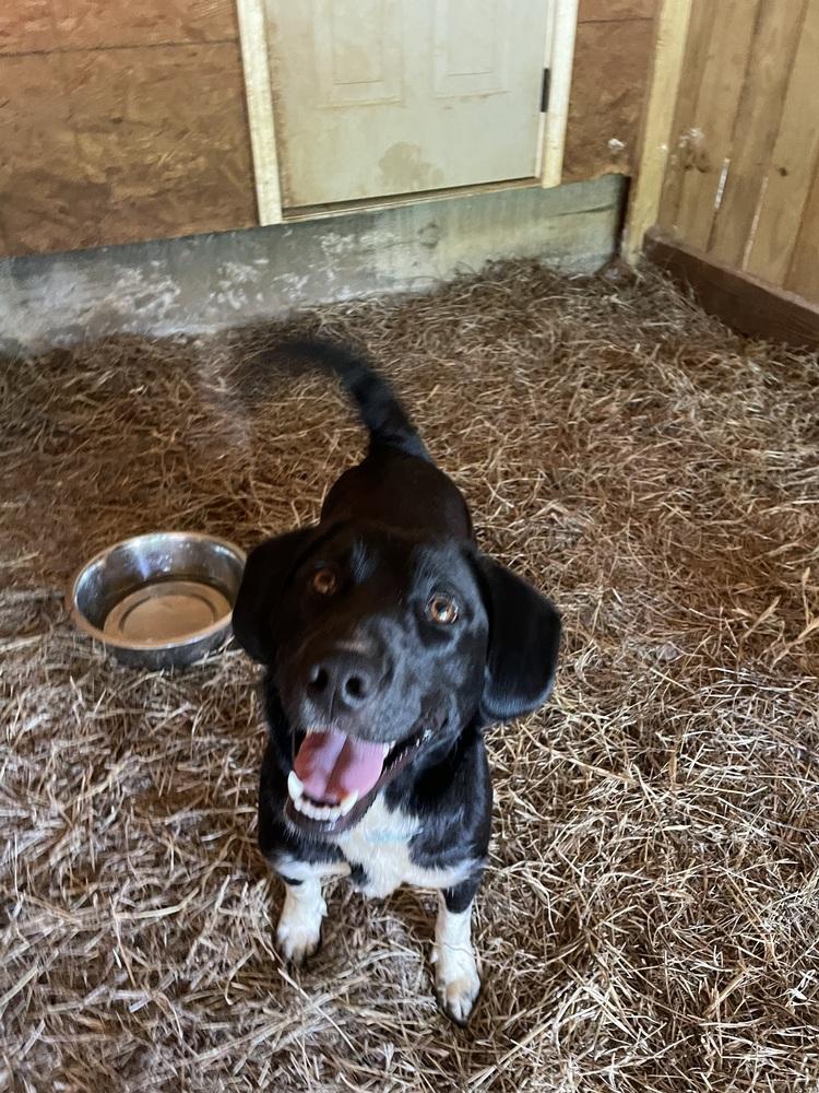 Enlarge Lilac, a Adoptable mixed breed in Newnan, GA image 5/5