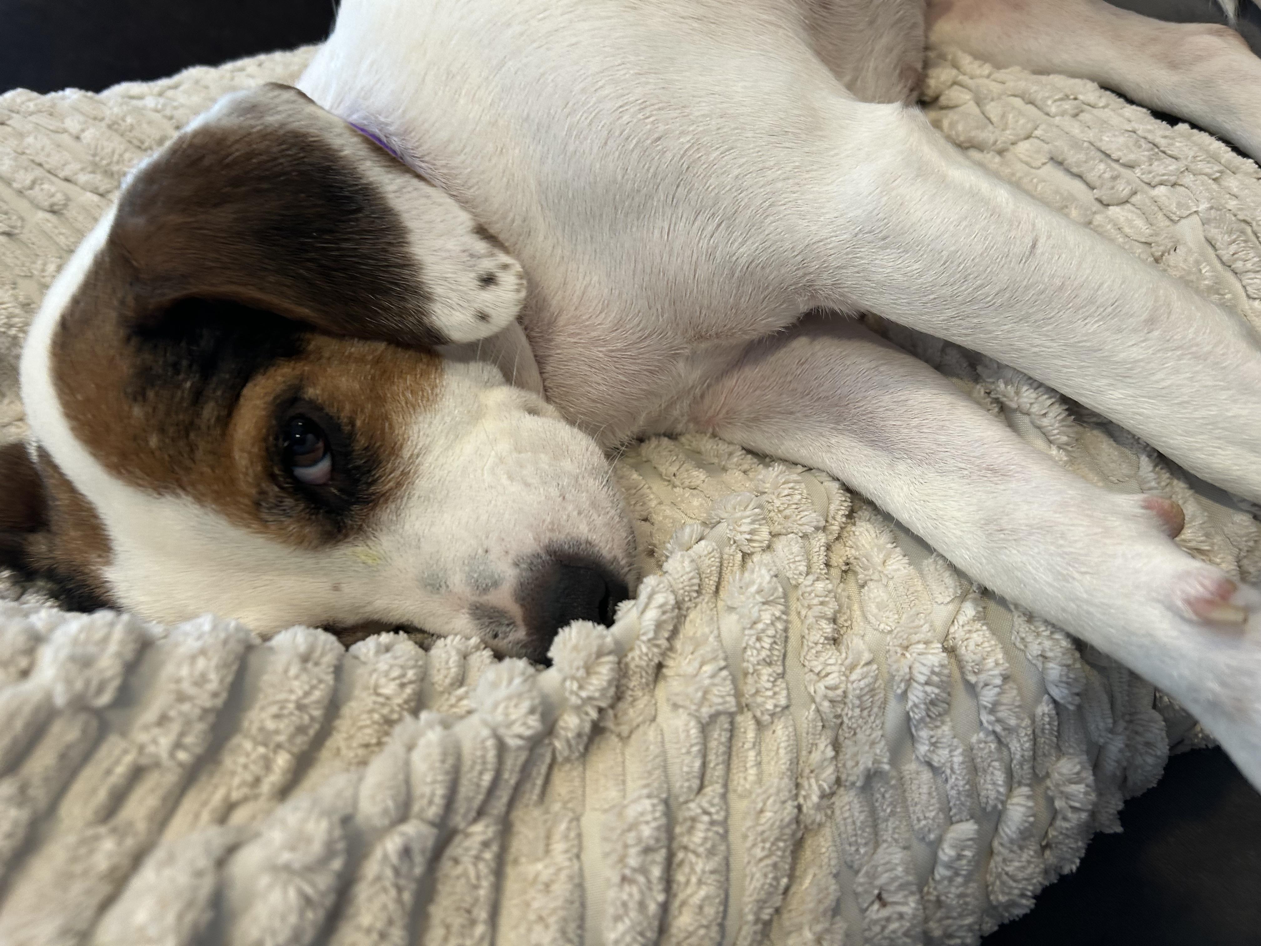 Belle (Bev-Fostered in New England), adopted, Young Female Jack Russell Terrier & Beagle.