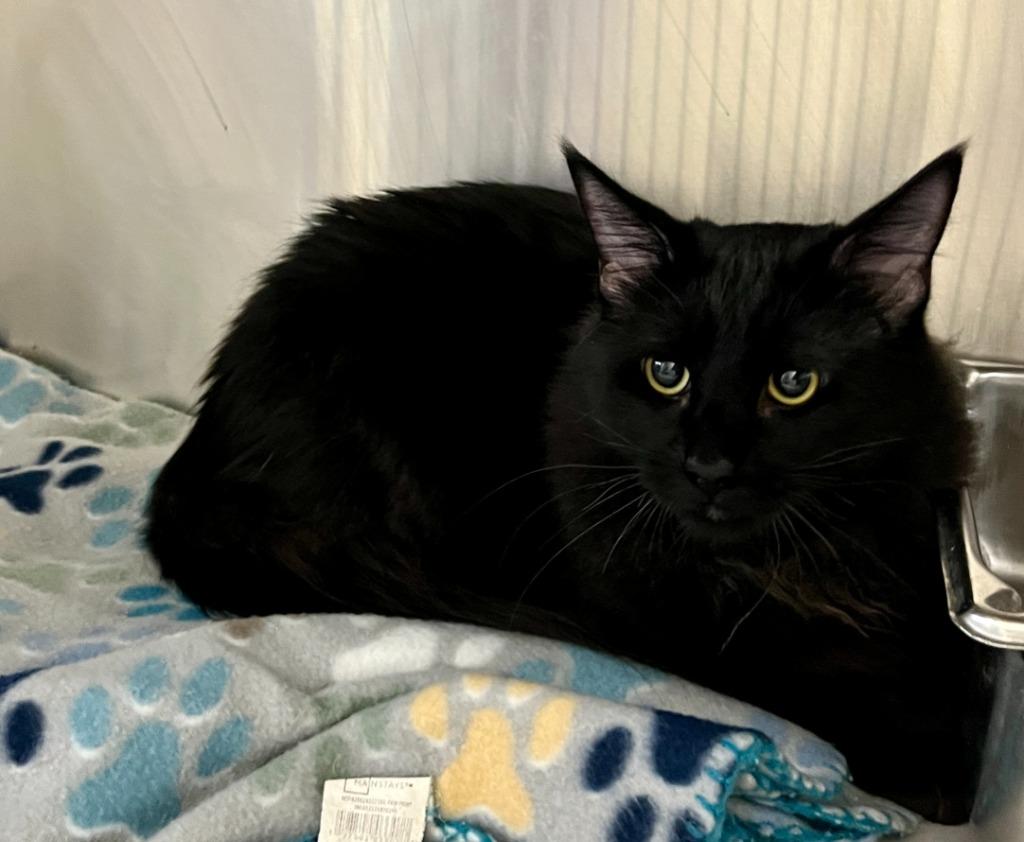 Jack Black, Adoptable, Young Male Domestic Medium Hair.
