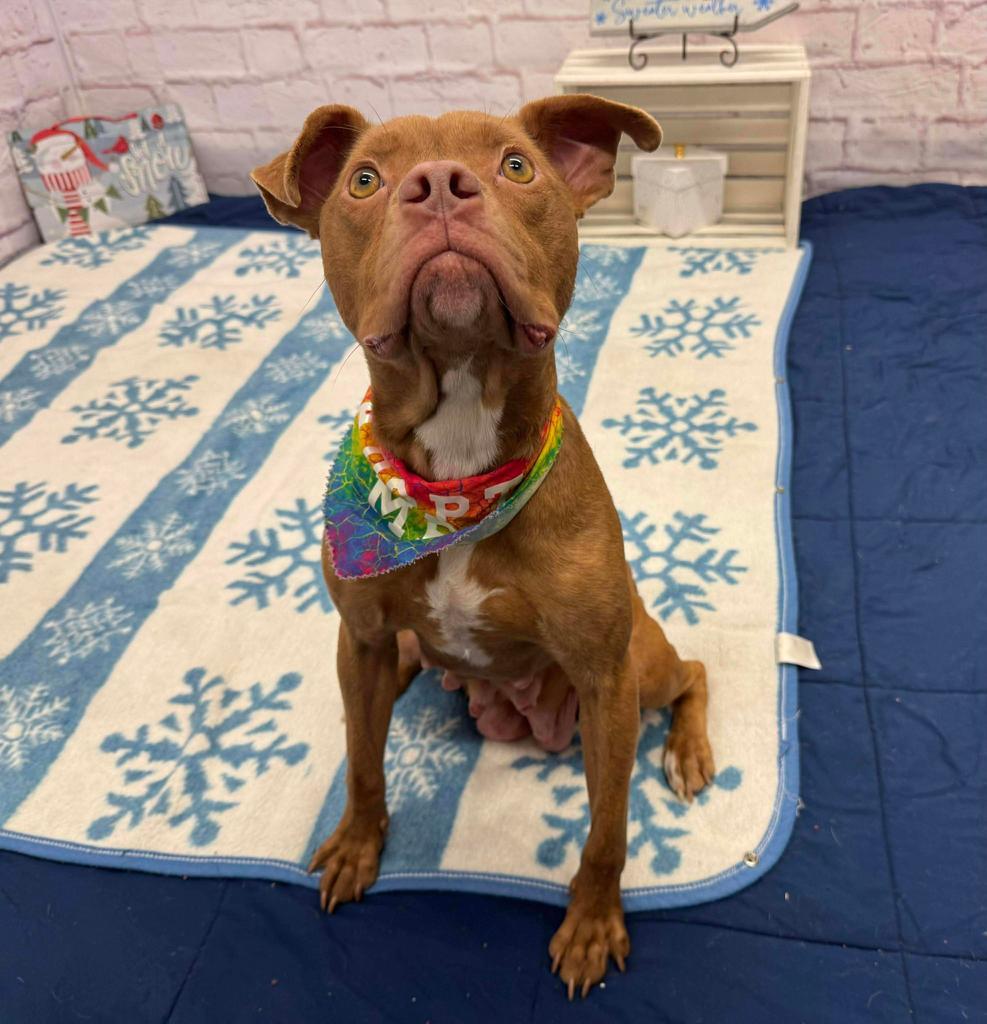 Earlisha Early, Adoptable, Young Female Mixed Breed.