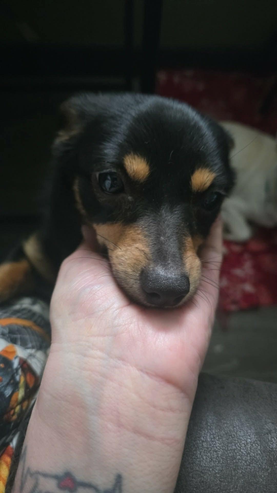 Enlarge Ruth, an adopted mixed breed in Eugene, OR image 2/4