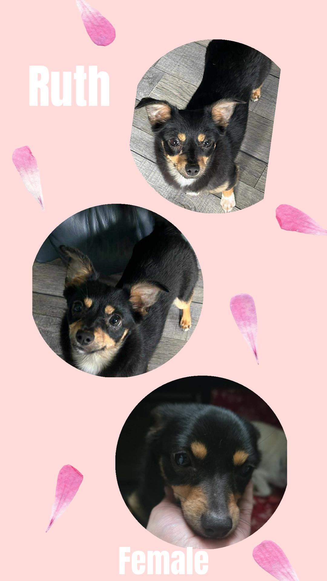 Enlarge Ruth, an adopted mixed breed in Eugene, OR image 4/4