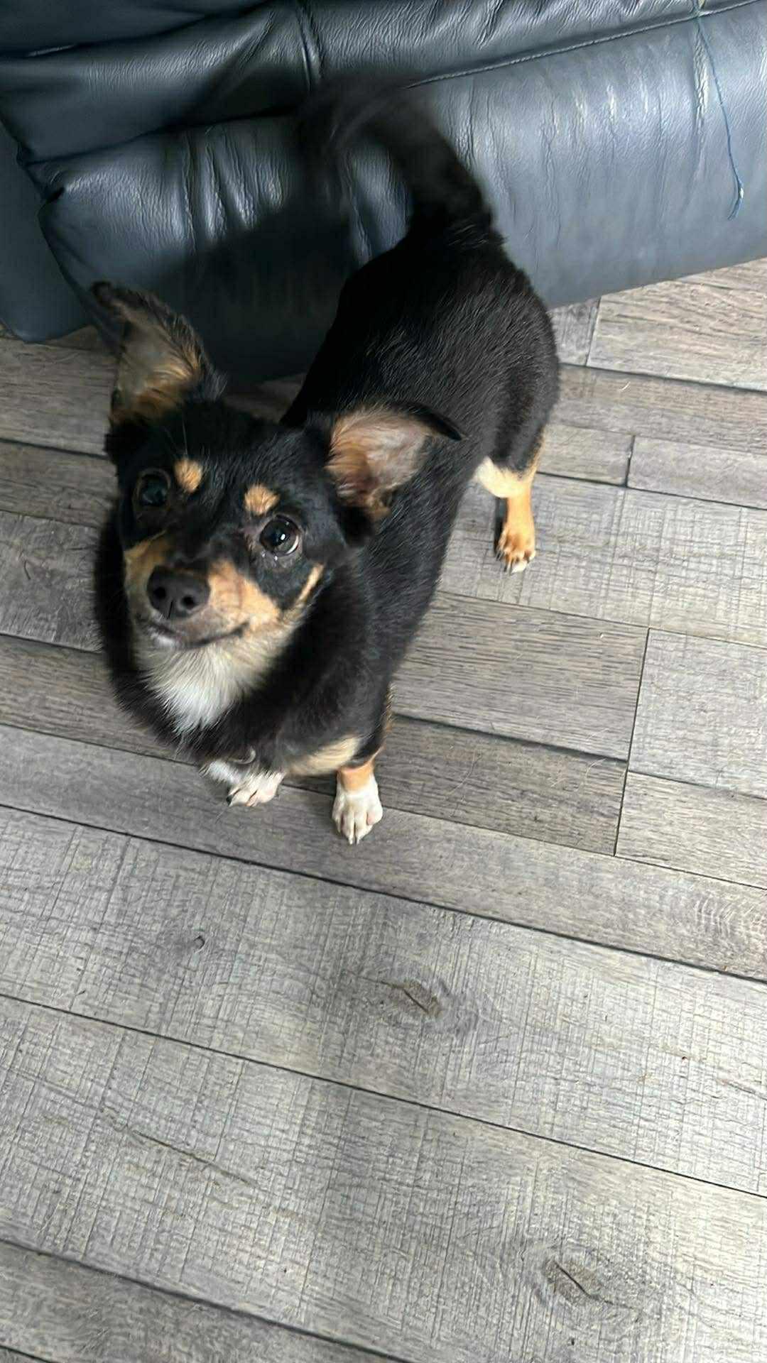 Enlarge Ruth, an adopted mixed breed in Eugene, OR image 3/4