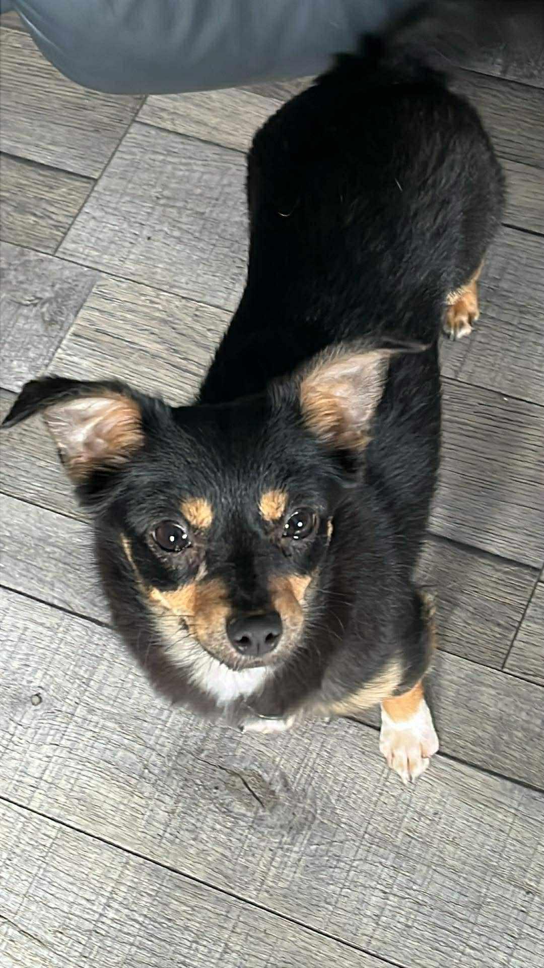 Ruth, adopted, Adult Female Chihuahua.