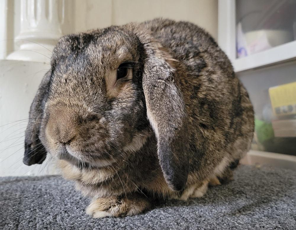 Gandalf, Adoptable, Adult Male Mini Lop.