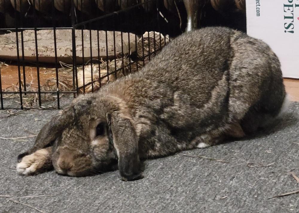 Enlarge Gandalf, a Adoptable Mini Lop in Westford, MA image 2/6