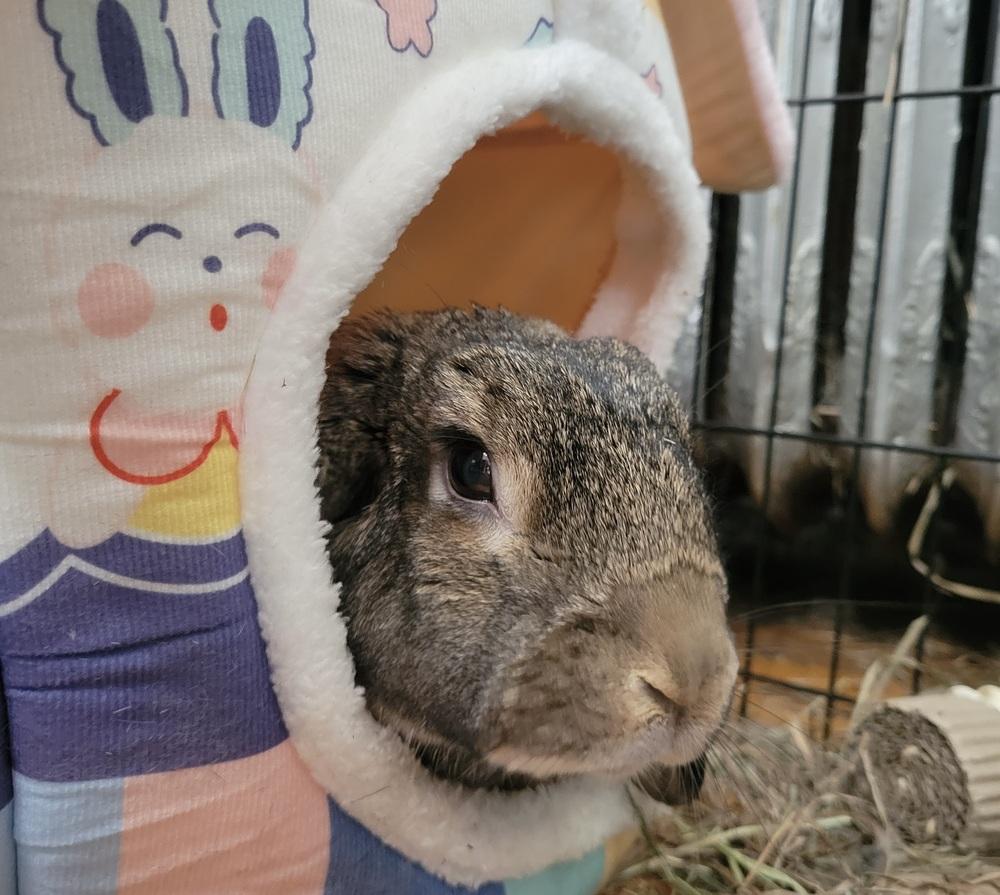 Enlarge Gandalf, a Adoptable Mini Lop in Westford, MA image 3/6