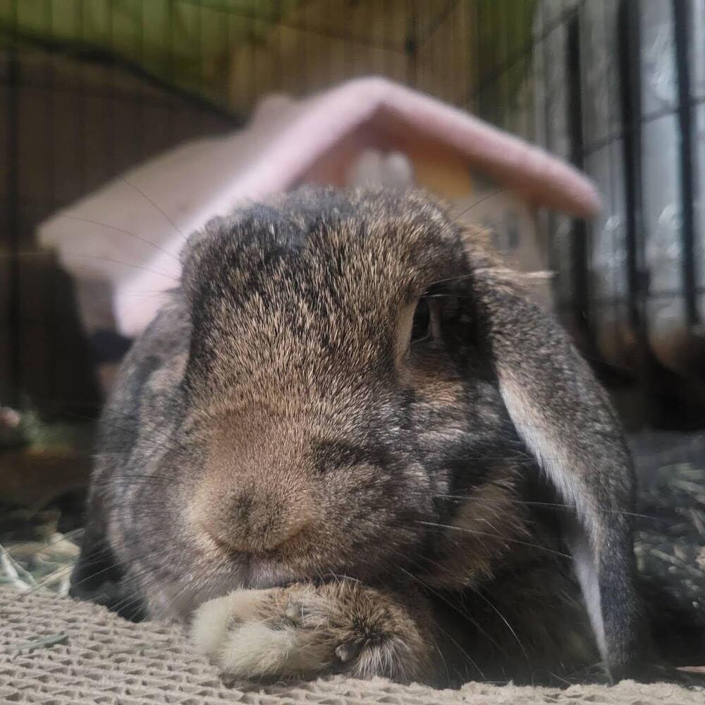 Enlarge Gandalf, a Adoptable Mini Lop in Westford, MA image 4/6