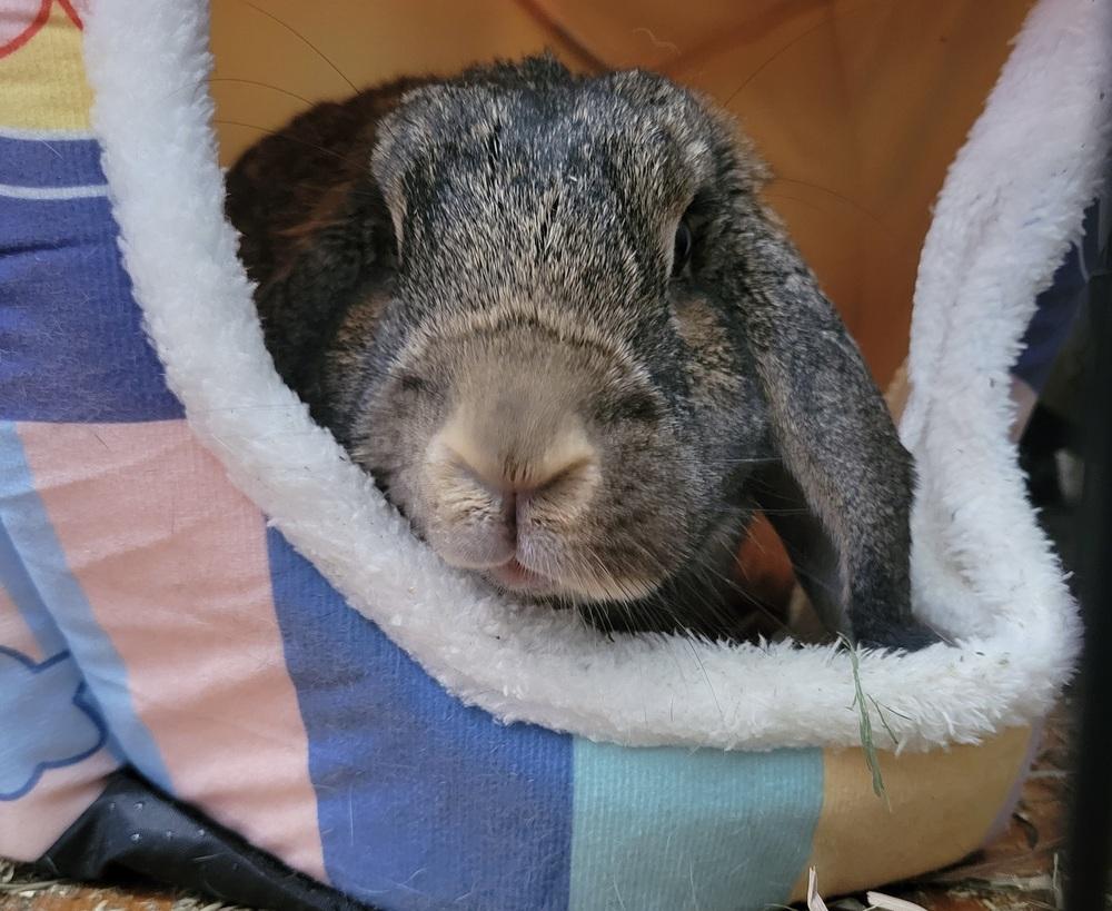 Enlarge Gandalf, a Adoptable Mini Lop in Westford, MA image 5/6