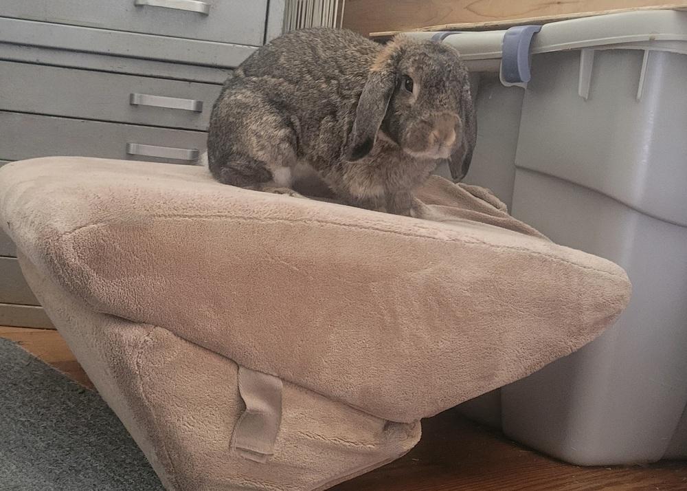 Enlarge Gandalf, a Adoptable Mini Lop in Westford, MA image 6/6