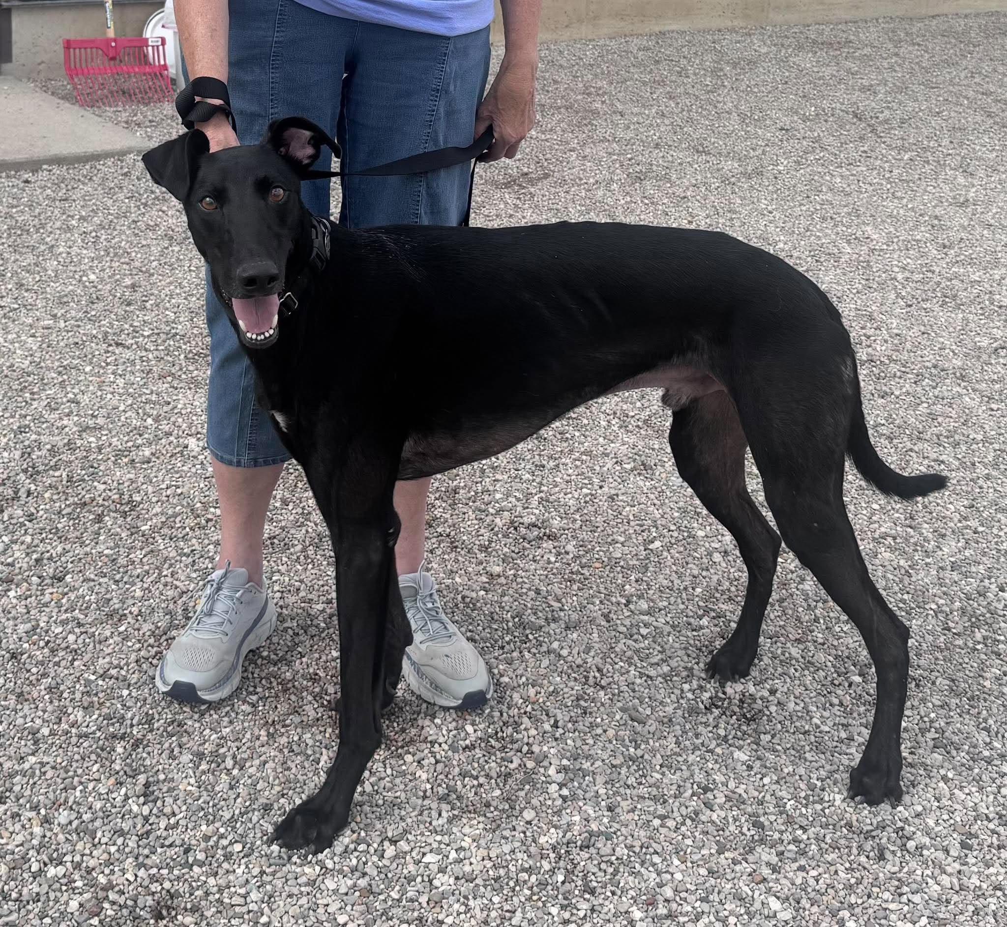Enlarge Cody, a Adoptable mixed breed in Westerville, OH image 1/4