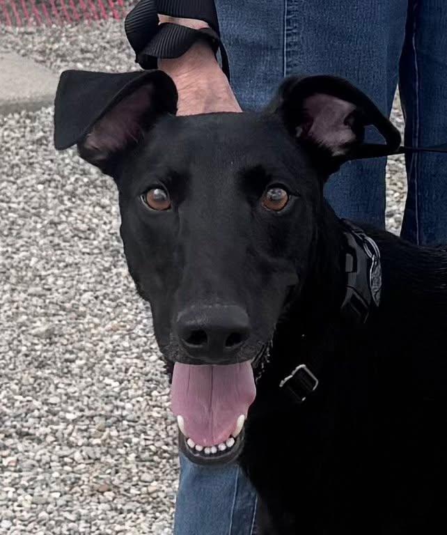 Enlarge Cody, a Adoptable mixed breed in Westerville, OH image 2/4