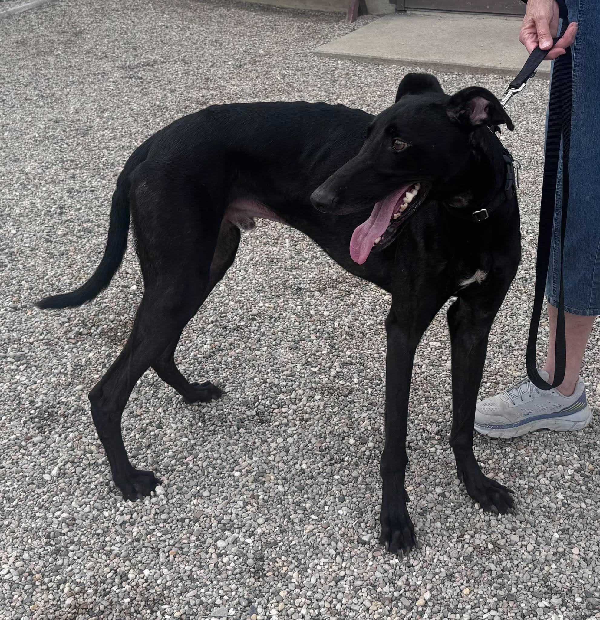 Enlarge Cody, a Adoptable mixed breed in Westerville, OH image 3/4
