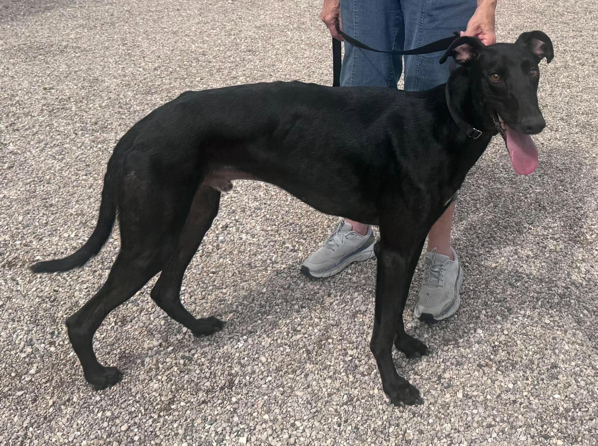 Enlarge Cody, a Adoptable mixed breed in Westerville, OH image 4/4