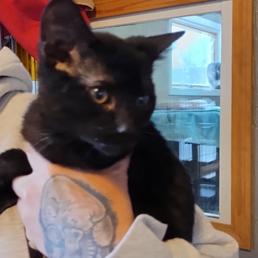 Enlarge Lumi, a Adoptable Domestic Short Hair in Marion, IL image 1/5