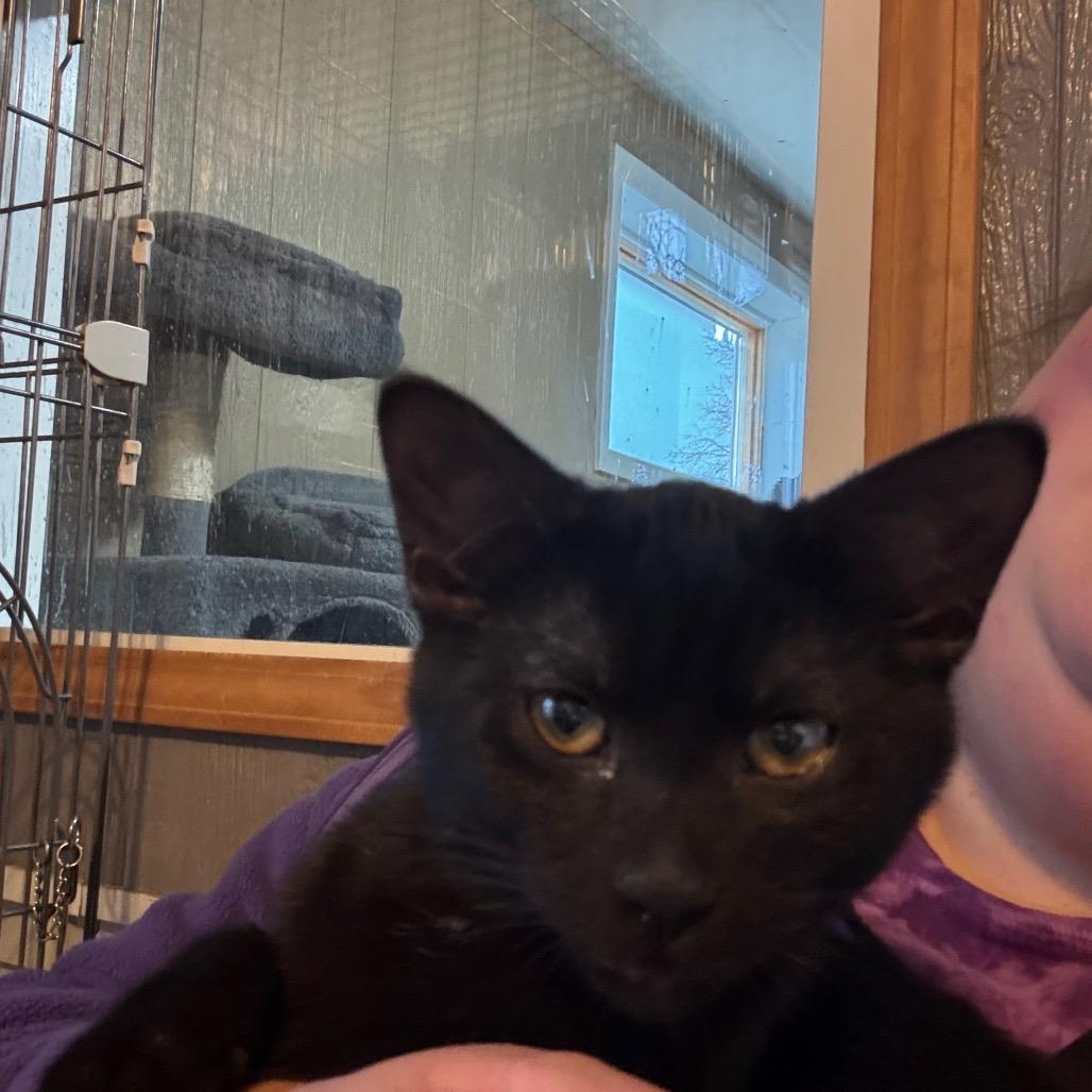 Enlarge Lumi, a Adoptable Domestic Short Hair in Marion, IL image 2/5