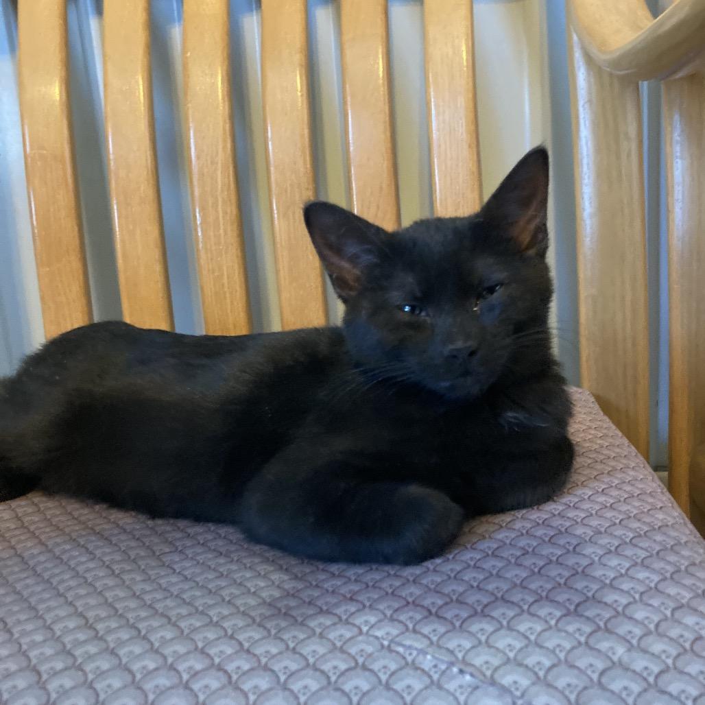 Enlarge Lumi, a Adoptable Domestic Short Hair in Marion, IL image 3/5