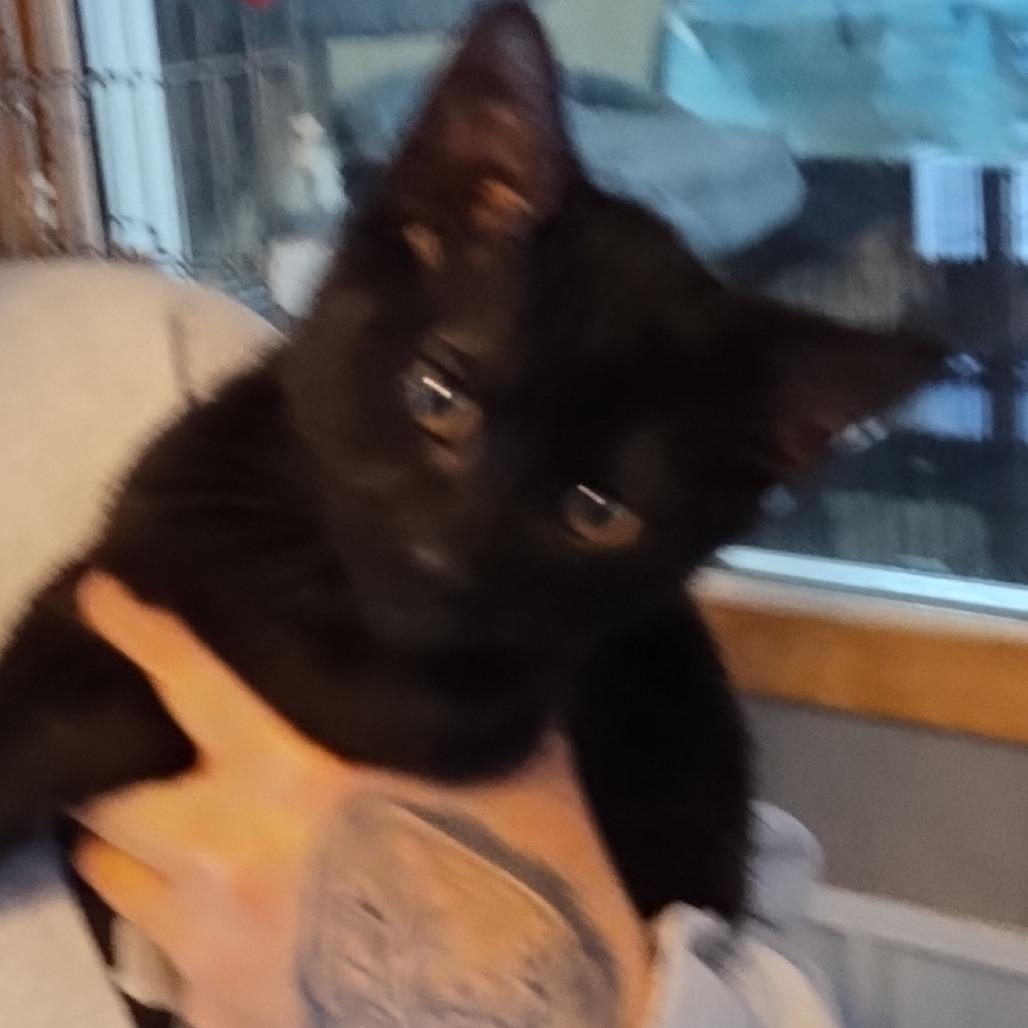 Enlarge Lumi, a Adoptable Domestic Short Hair in Marion, IL image 4/5