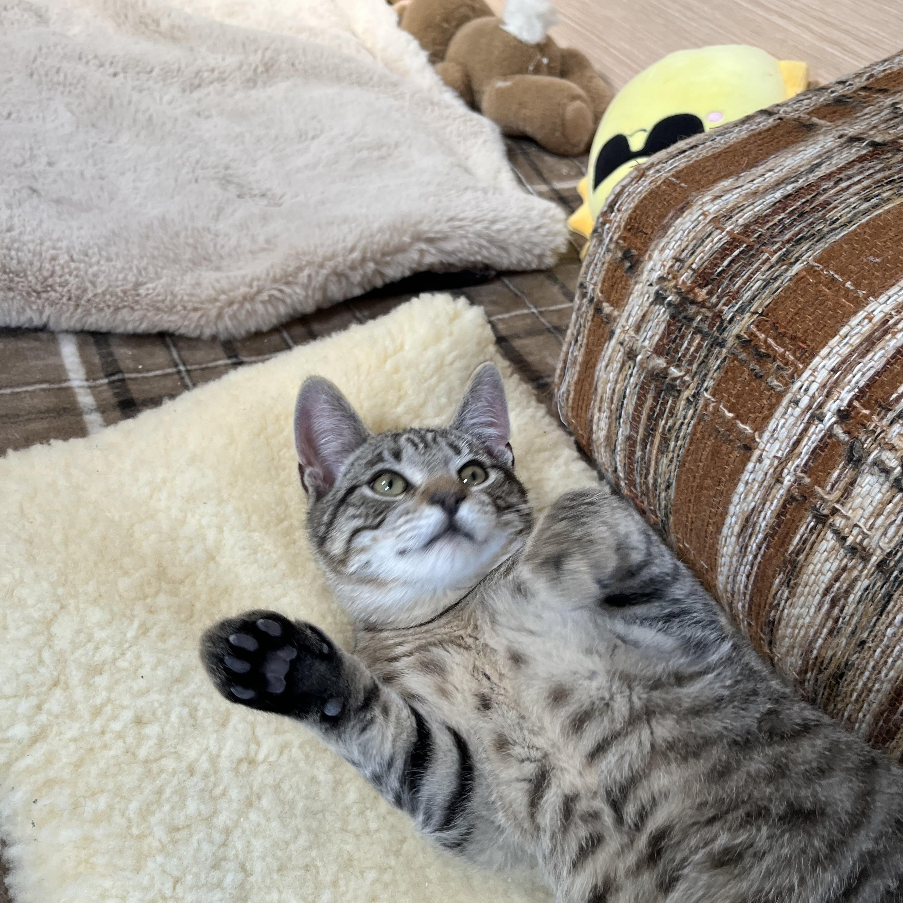 Taco, Baby Male Domestic Short Hair