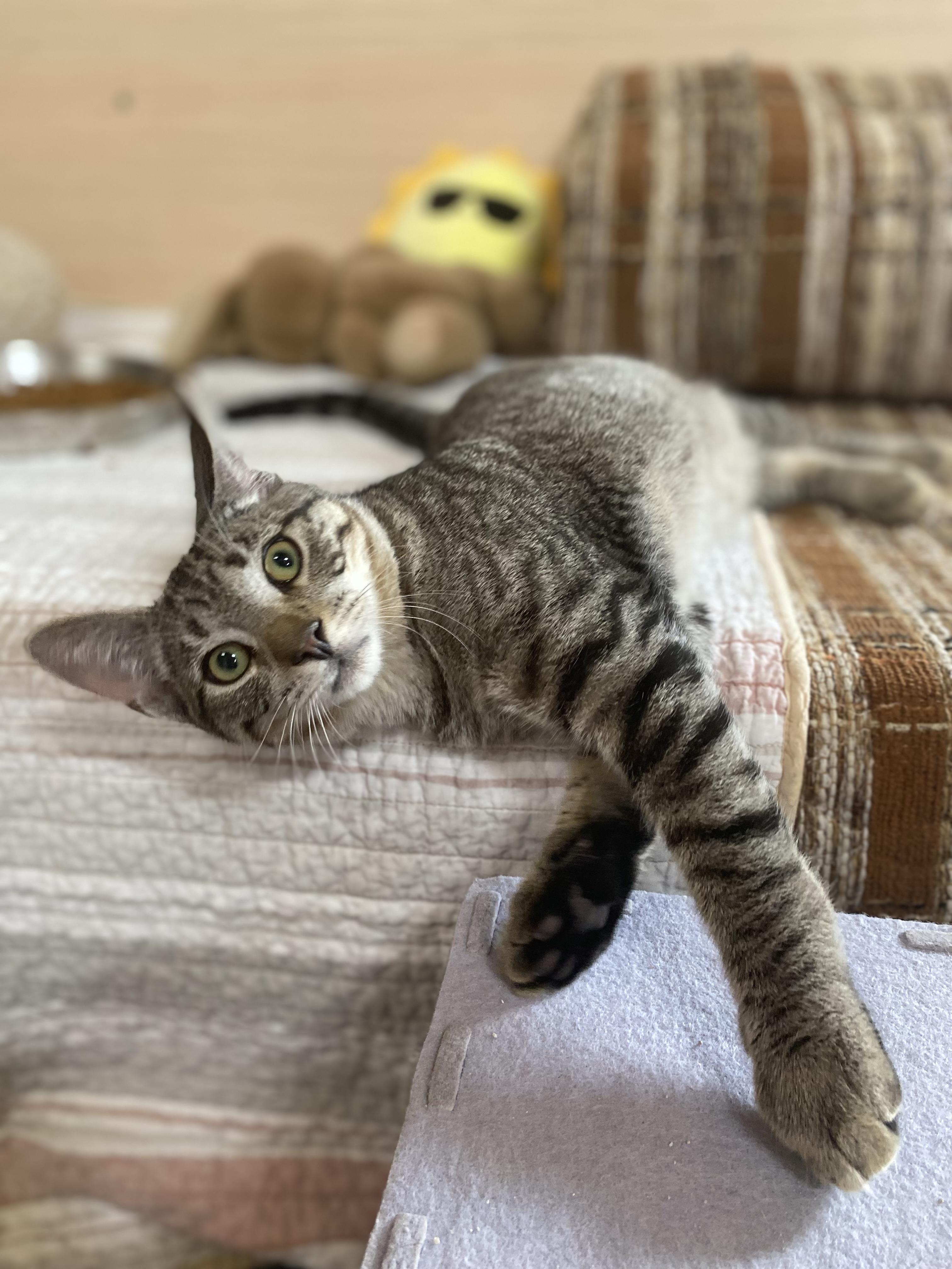 Enlarge Taco, a Adoptable Domestic Short Hair in Dansville, NY image 1/6