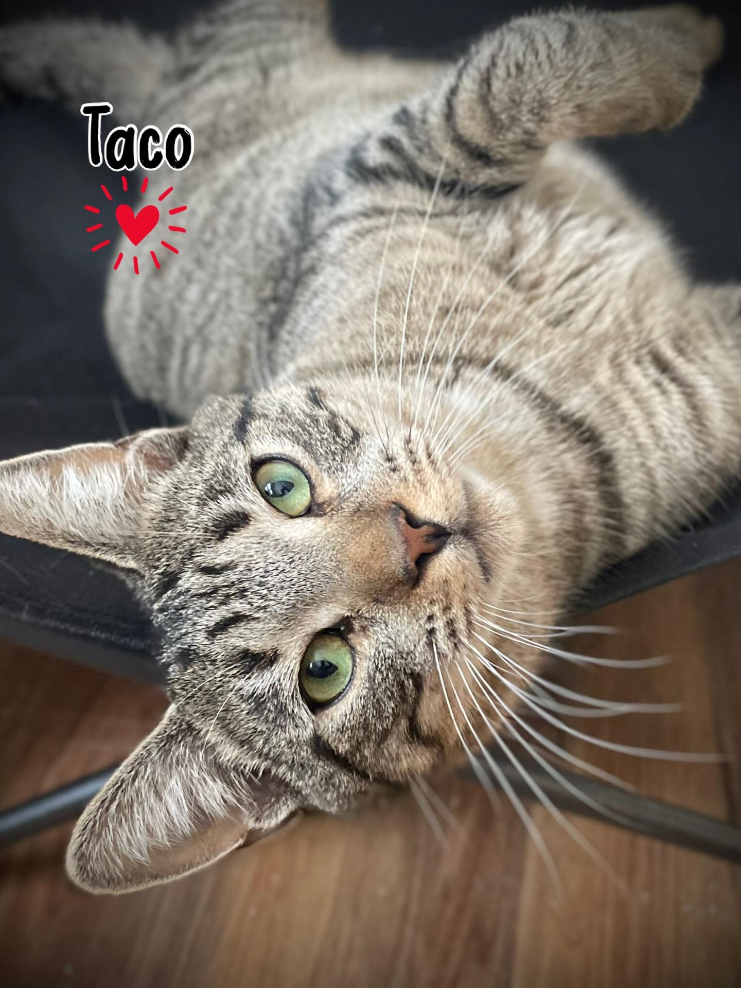 Enlarge Taco, an adoptable Domestic Short Hair in Dansville, NY image 2/4