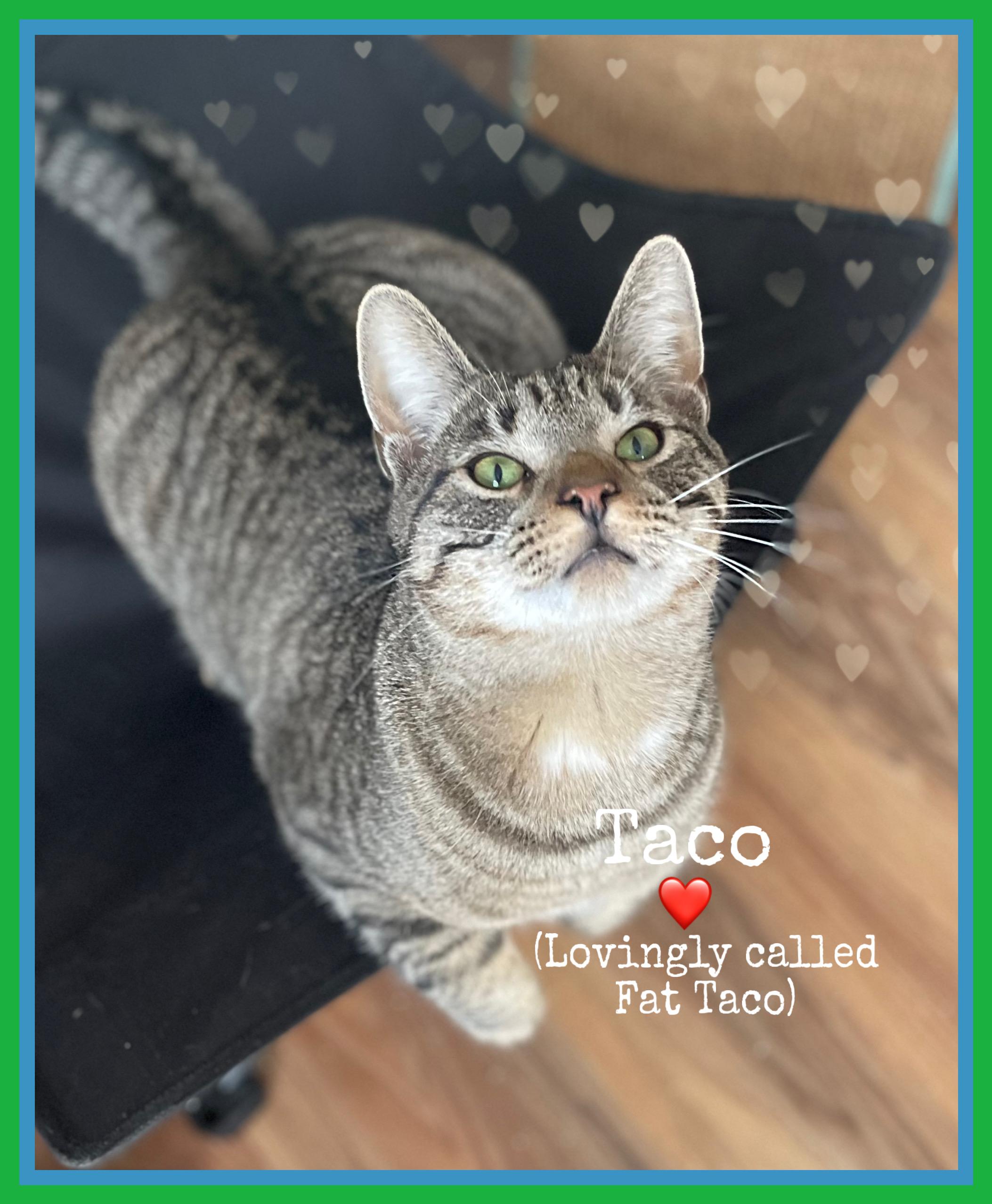 Enlarge Taco, an adoptable Domestic Short Hair in Dansville, NY image 1/4