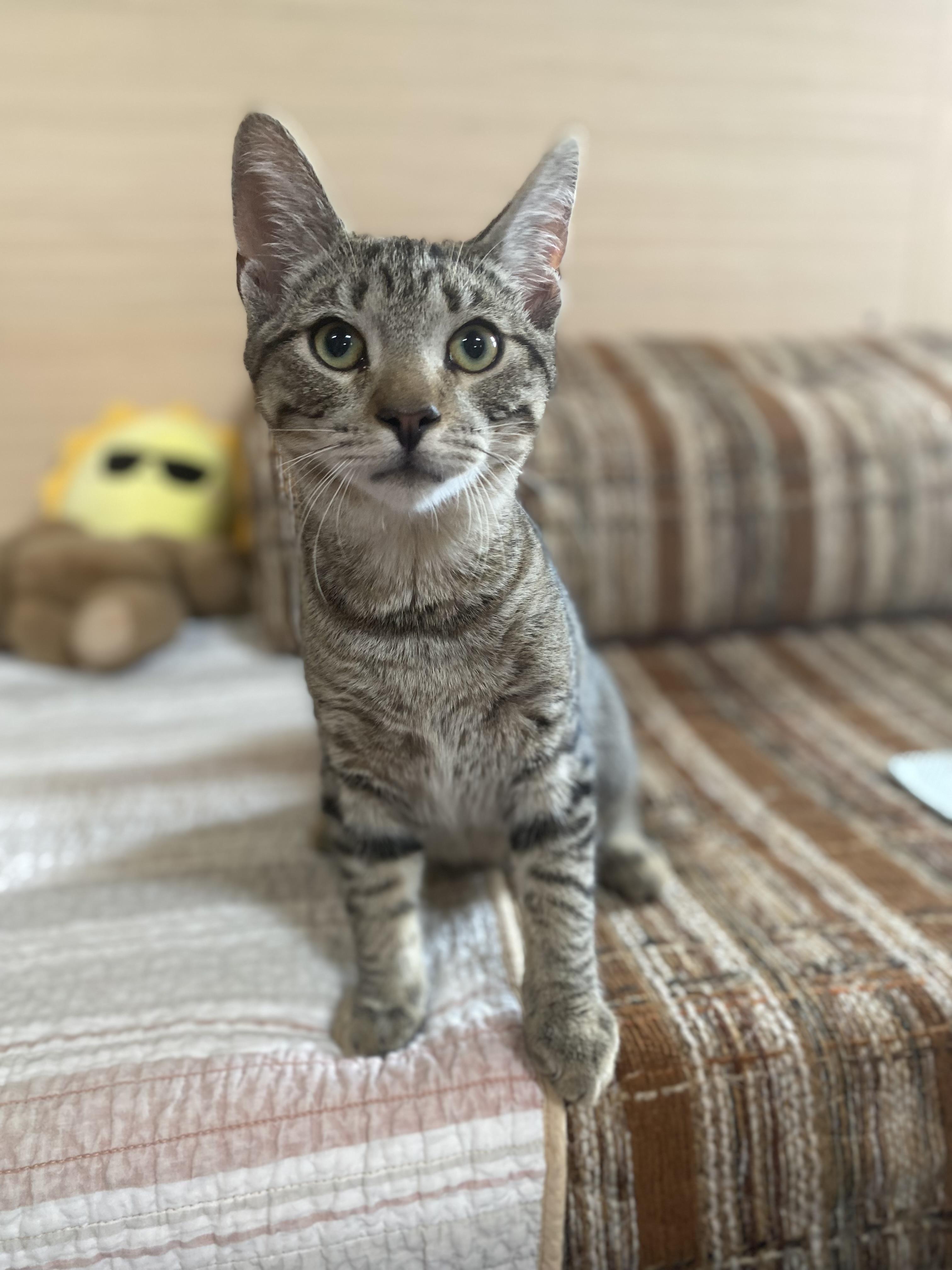 Enlarge Taco, a Adoptable Domestic Short Hair in Dansville, NY image 6/6