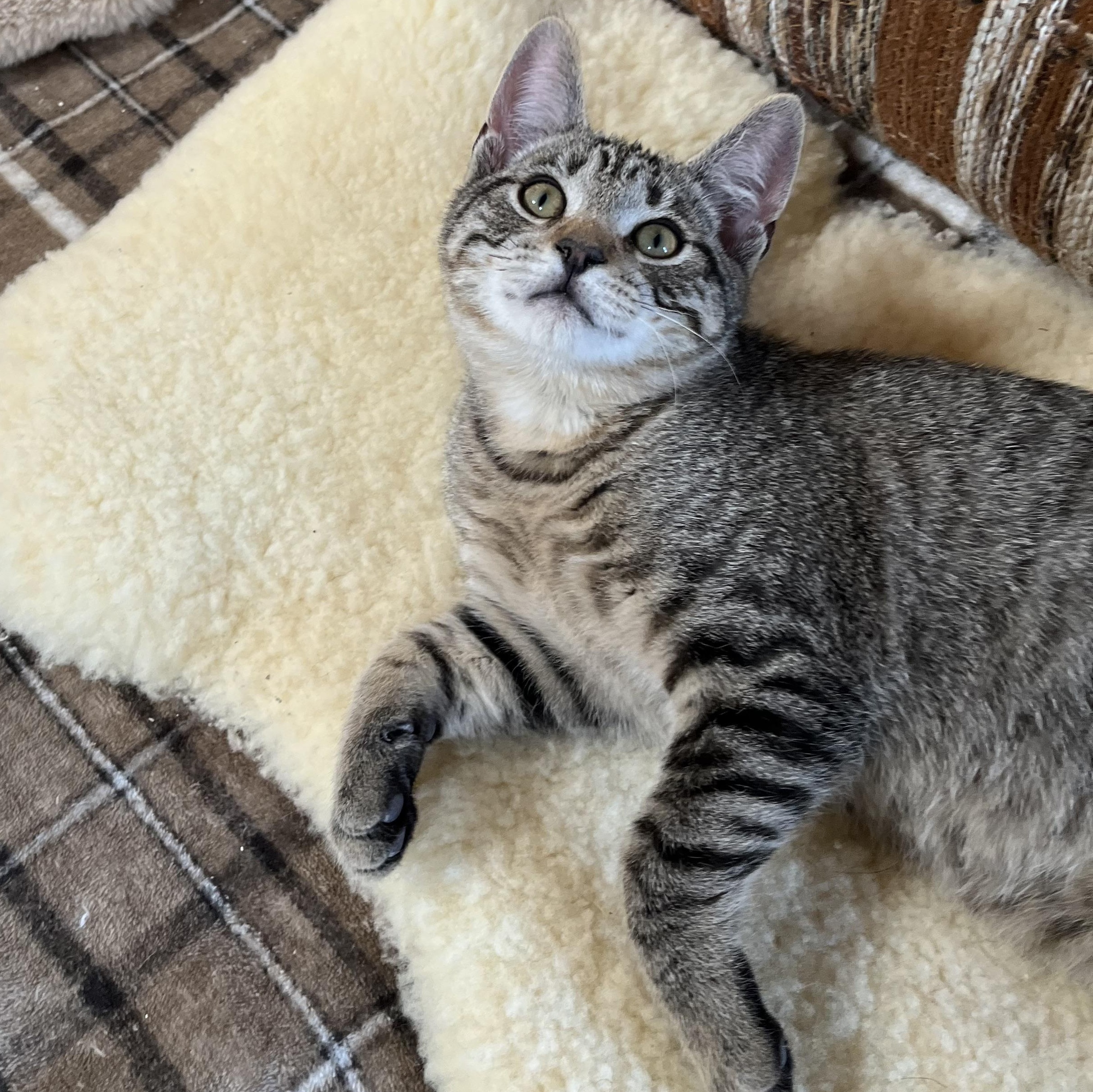 Enlarge Taco, a Adoptable Domestic Short Hair in Dansville, NY image 3/6