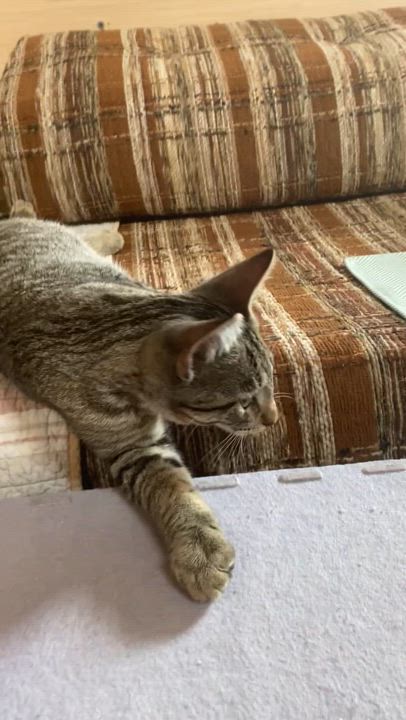 Enlarge Taco, a Adoptable Domestic Short Hair in Dansville, NY video 5/6