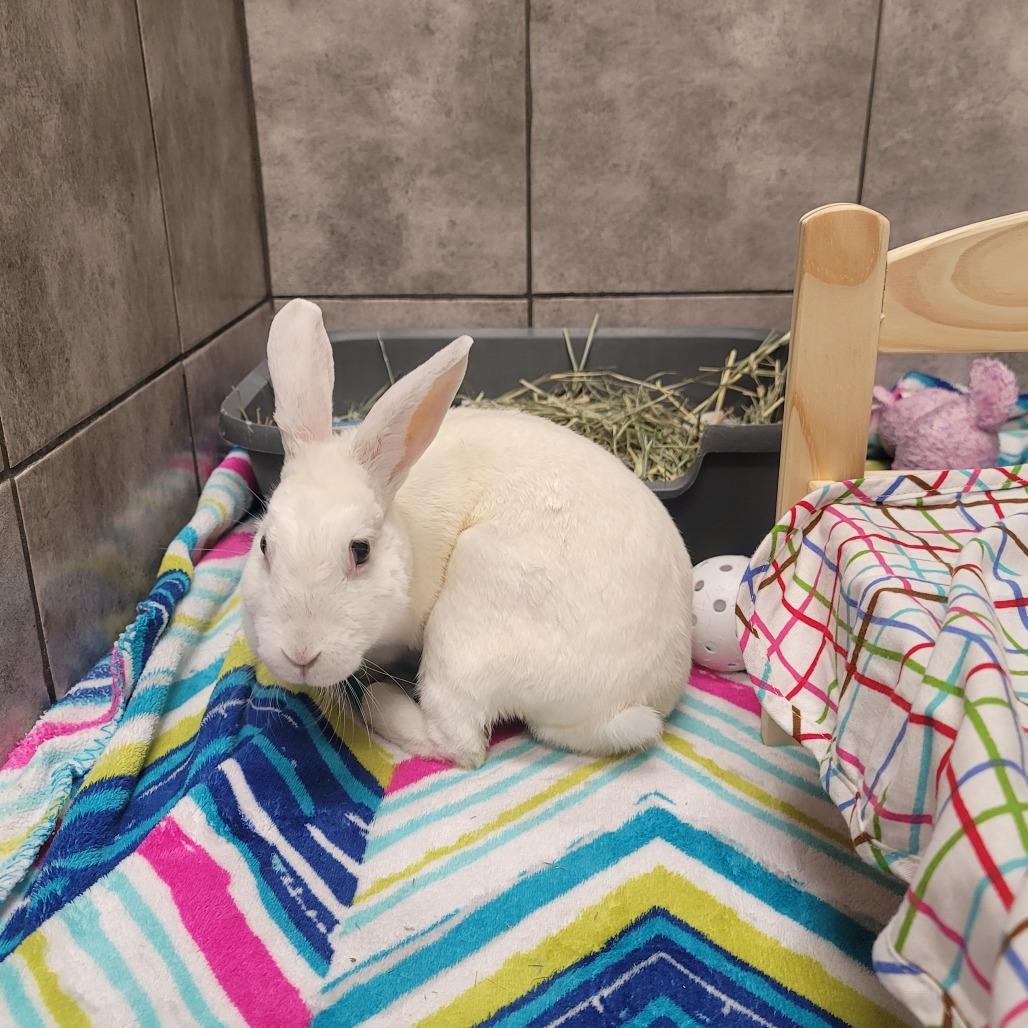 Marshmellow, a Adoptable Florida White in Las Vegas, NV image 1/2