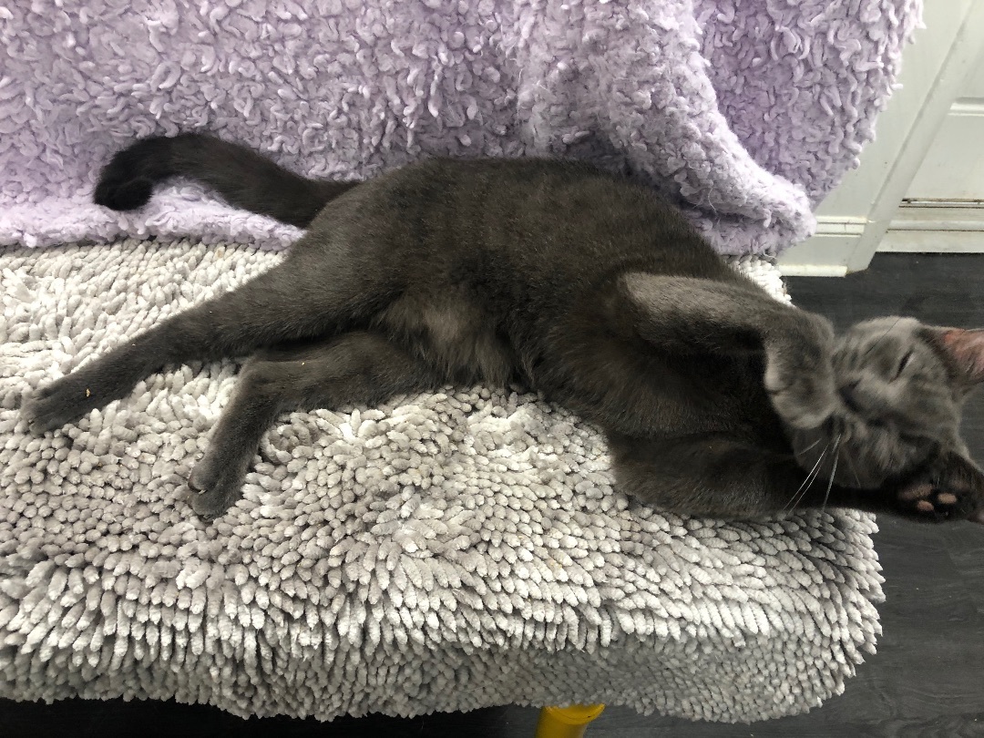 Eric the Parrot, Adoptable, Young Male Domestic Short Hair.