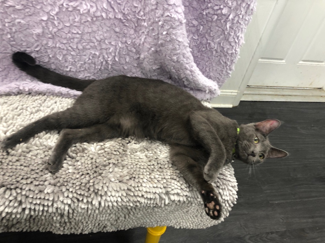 Enlarge Eric the Parrot, a Adoptable Domestic Short Hair in Jesup, GA image 2/3