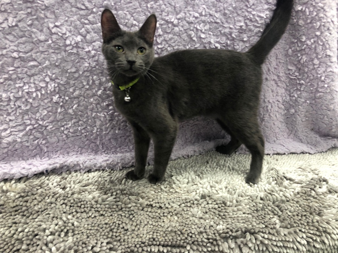 Enlarge Eric the Parrot, a Adoptable Domestic Short Hair in Jesup, GA image 3/3