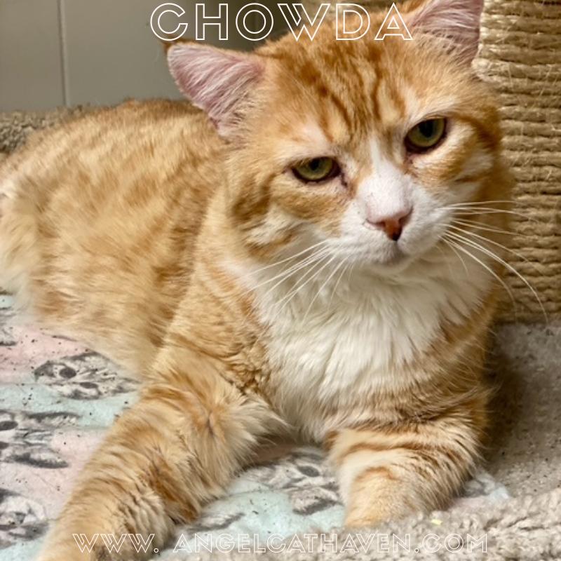 Chowda, ADOPTABLE, Adult Male Domestic Short Hair.