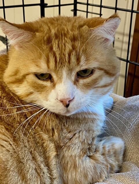 Enlarge Chowda, a ADOPTABLE Domestic Short Hair in Plainville, MA image 4/5