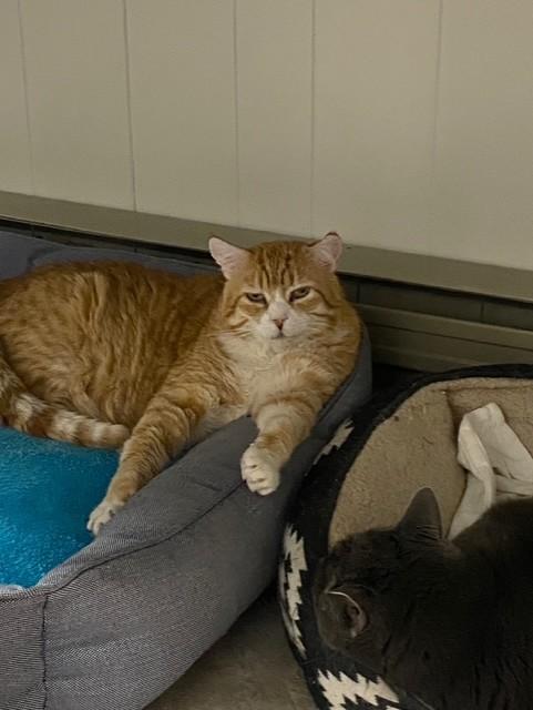 Enlarge Chowda, a ADOPTABLE Domestic Short Hair in Plainville, MA image 2/5