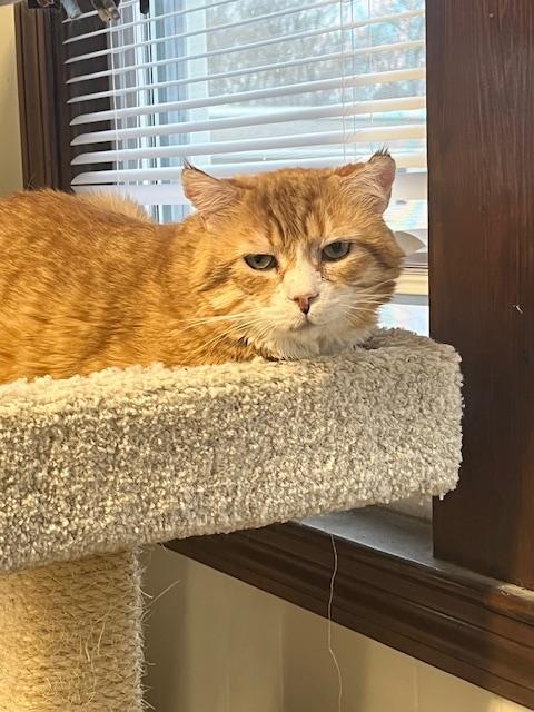 Enlarge Chowda, a ADOPTABLE Domestic Short Hair in Plainville, MA image 5/5