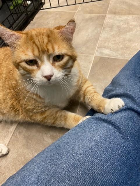 Enlarge Chowda, a ADOPTABLE Domestic Short Hair in Plainville, MA image 3/5