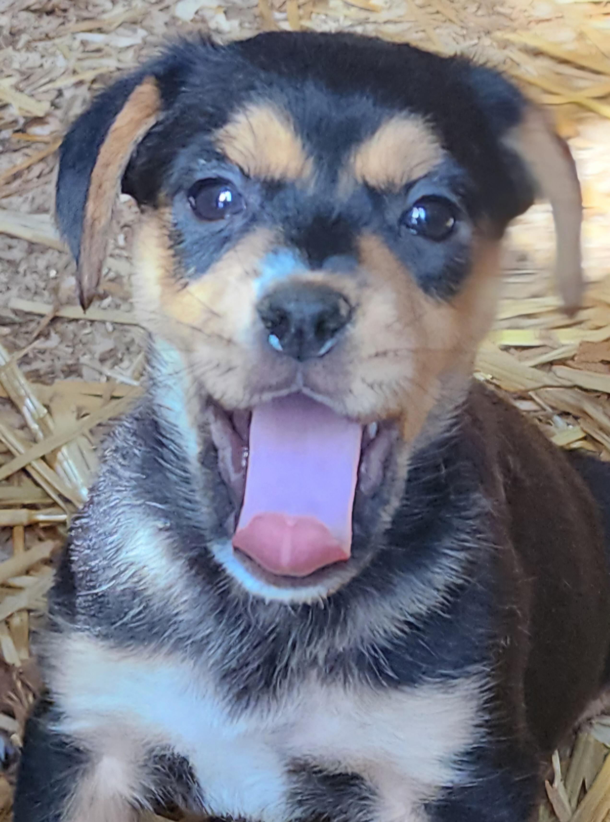 Cona, Adoptable, Puppy Female Manchester Terrier.