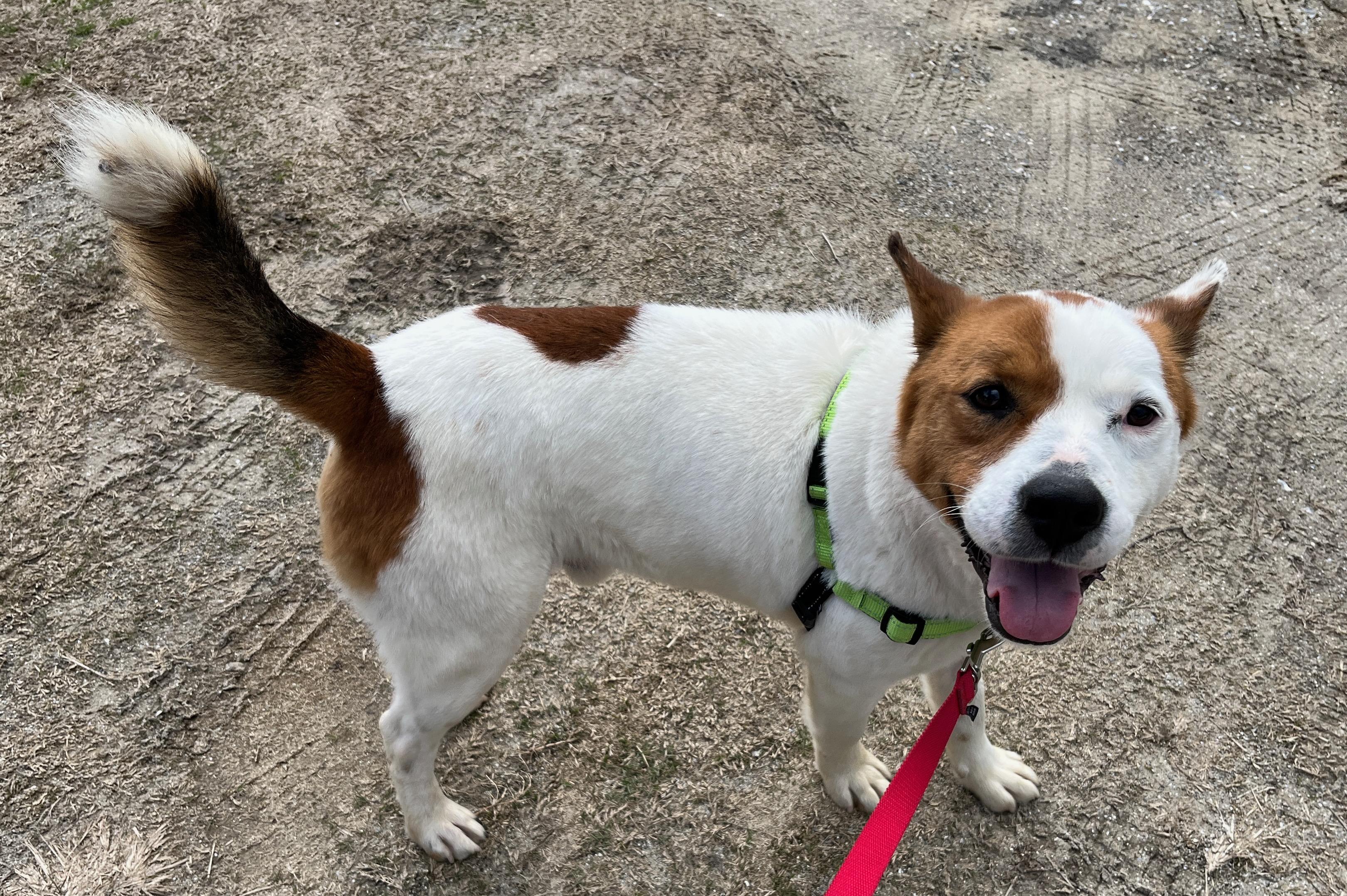 SAMSON, ADOPTABLE, Young Male Akita & Husky.