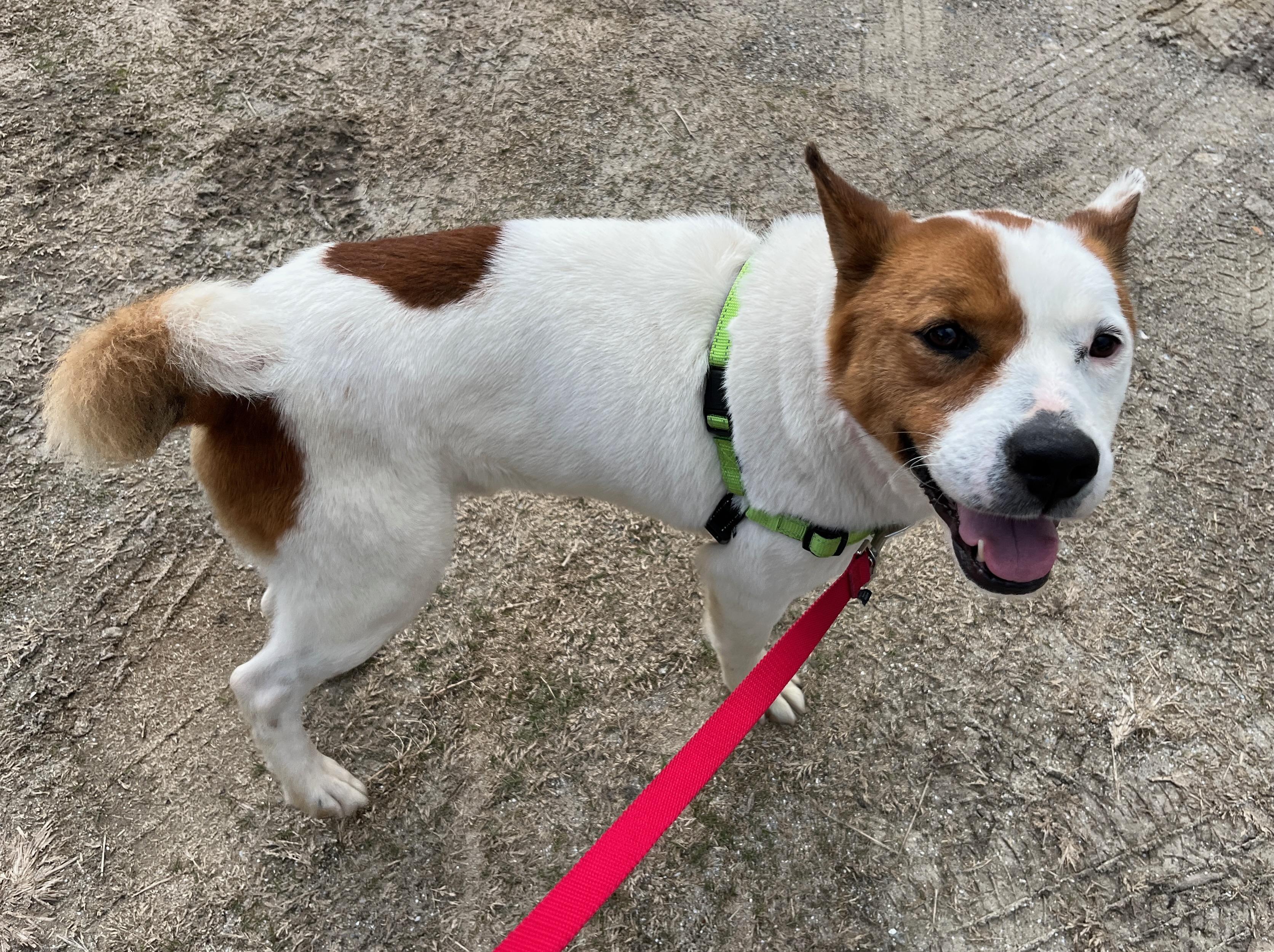 Enlarge SAMSON, a ADOPTABLE mixed breed in Edisto Island, SC image 4/6