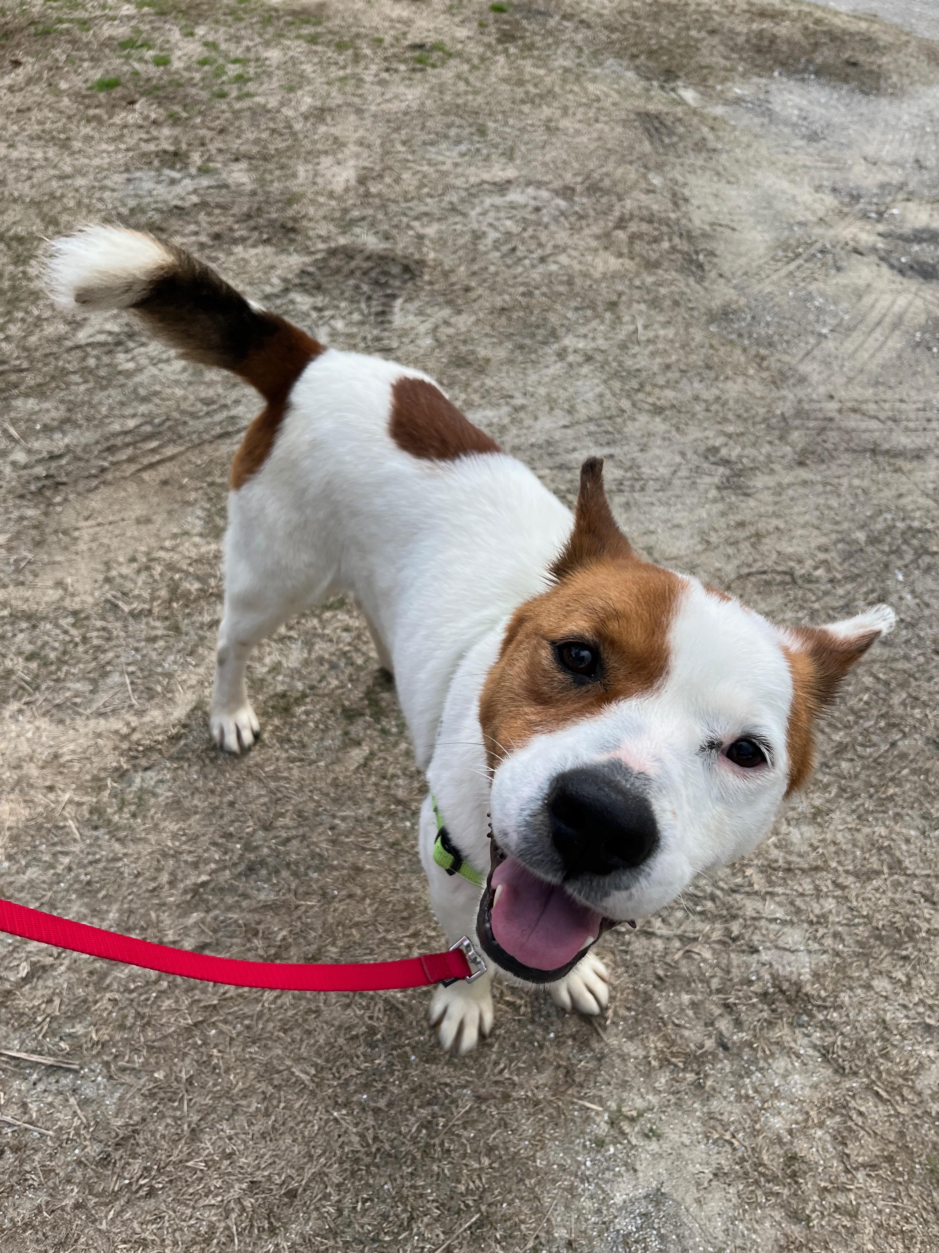 Enlarge SAMSON, a ADOPTABLE mixed breed in Edisto Island, SC image 2/6