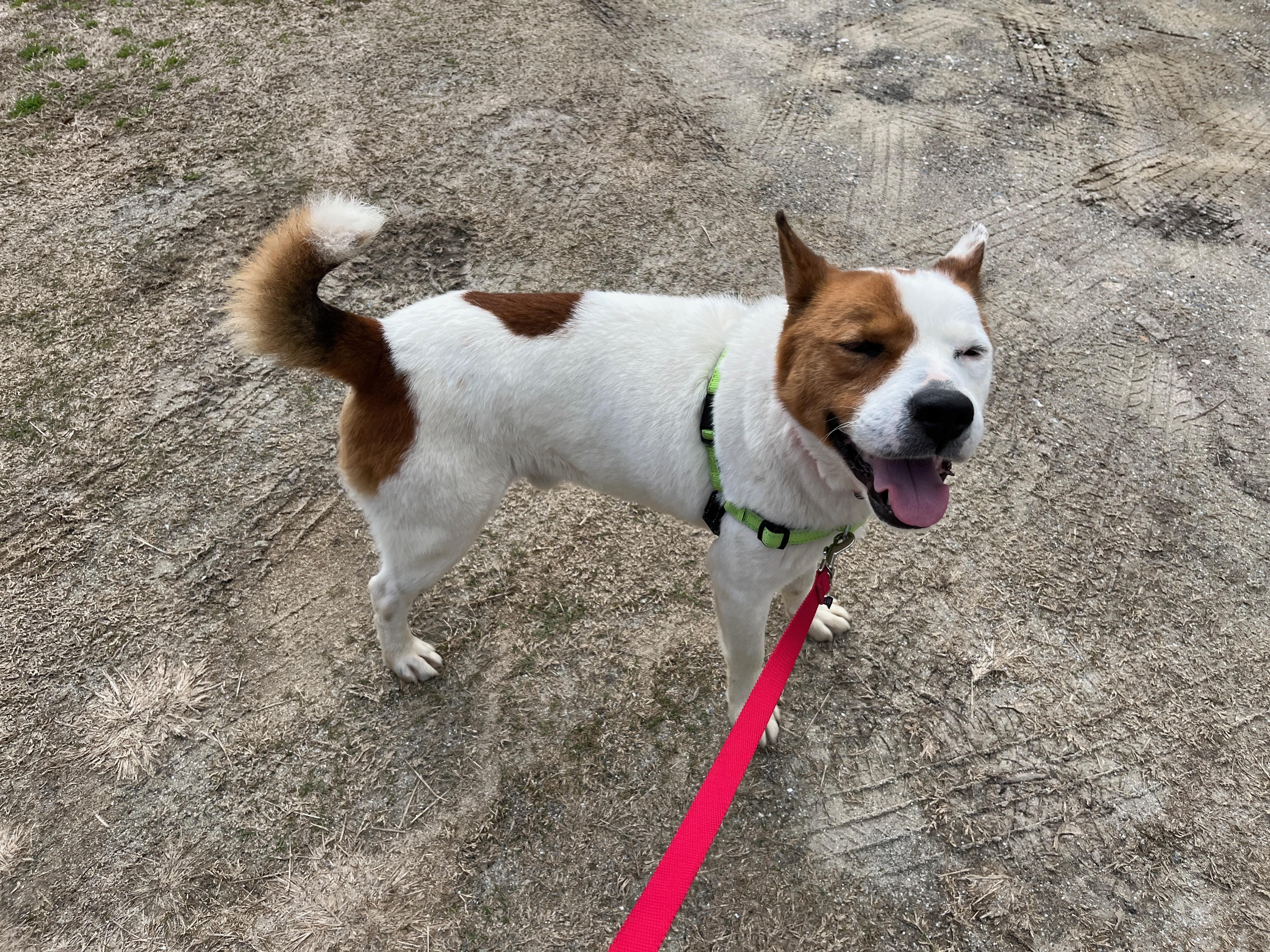 Enlarge SAMSON, a ADOPTABLE mixed breed in Edisto Island, SC image 5/6