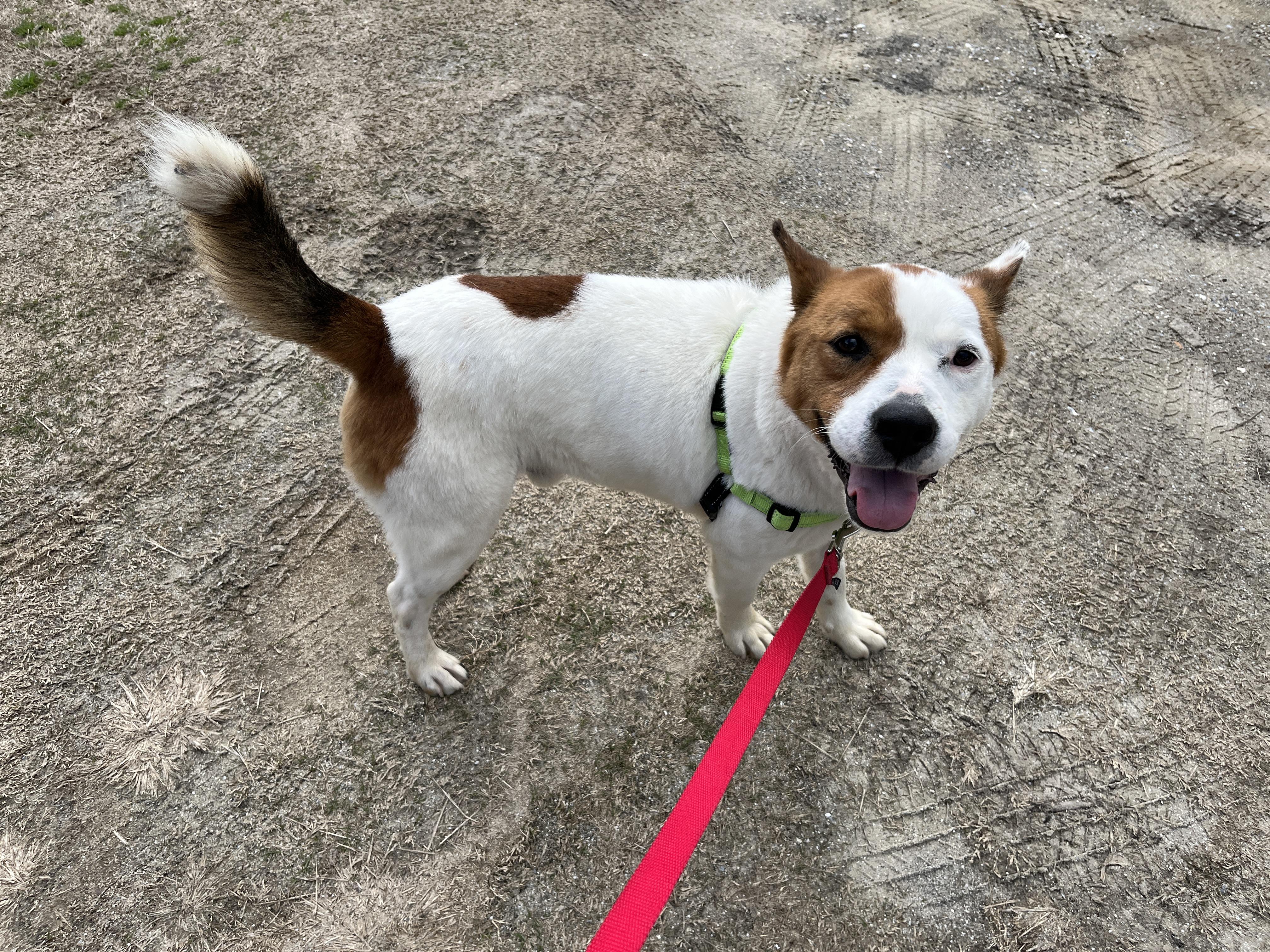 Enlarge SAMSON, a ADOPTABLE mixed breed in Edisto Island, SC image 3/6