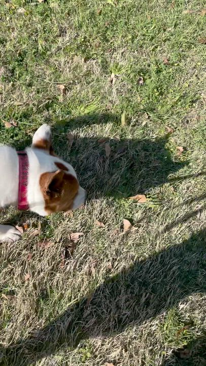 Enlarge SAMSON, a ADOPTABLE mixed breed in Edisto Island, SC video 6/6